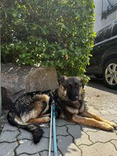 FELI, Hund, Mischlingshund in Karlsruhe - Bild 4