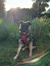 FELI, Hund, Mischlingshund in Karlsruhe - Bild 5