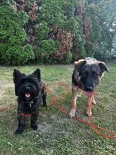FELI, Hund, Mischlingshund in Karlsruhe - Bild 6