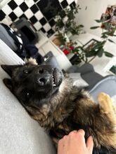 FELI, Hund, Mischlingshund in Karlsruhe - Bild 7