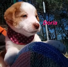 DORIA, Hund, Mischlingshund in Griechenland - Bild 10