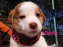 DORIA, Hund, Mischlingshund in Griechenland - Bild 11