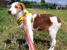 DORIA, Hund, Mischlingshund in Griechenland - Bild 7