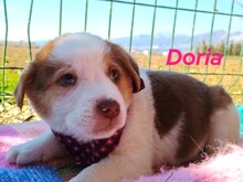 DORIA, Hund, Mischlingshund in Griechenland - Bild 8