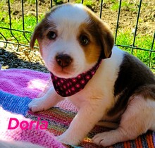 DORIA, Hund, Mischlingshund in Griechenland - Bild 9