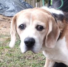 PIXI, Hund, Beagle in Sulzbach-Laufen - Bild 1