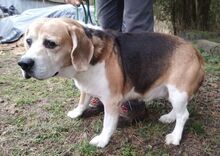 PIXI, Hund, Beagle in Sulzbach-Laufen - Bild 2