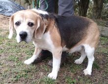 PIXI, Hund, Beagle in Sulzbach-Laufen - Bild 4