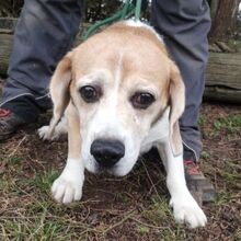 PIXI, Hund, Beagle in Sulzbach-Laufen - Bild 5