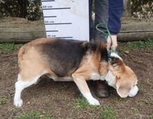 PIXI, Hund, Beagle in Sulzbach-Laufen - Bild 6
