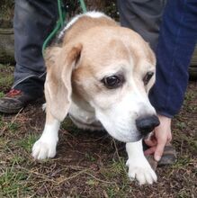 PIXI, Hund, Beagle in Sulzbach-Laufen - Bild 7