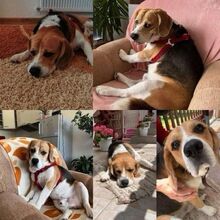 PIXI, Hund, Beagle in Sulzbach-Laufen - Bild 8