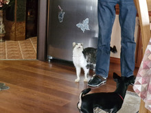 GREGORY, Katze, Europäisch Kurzhaar in Bulgarien - Bild 22