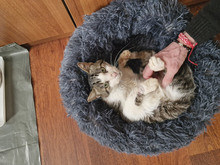 GREGORY, Katze, Europäisch Kurzhaar in Bulgarien - Bild 23