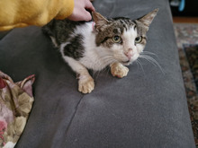 GREGORY, Katze, Europäisch Kurzhaar in Bulgarien - Bild 24