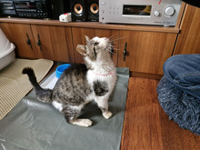 GREGORY, Katze, Europäisch Kurzhaar in Bulgarien - Bild 25
