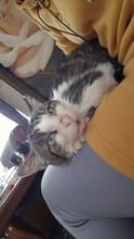 GREGORY, Katze, Europäisch Kurzhaar in Bulgarien - Bild 26