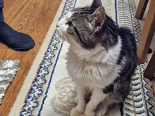 GREGORY, Katze, Europäisch Kurzhaar in Bulgarien - Bild 27