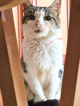 GREGORY, Katze, Europäisch Kurzhaar in Bulgarien - Bild 28
