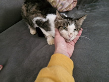 GREGORY, Katze, Europäisch Kurzhaar in Bulgarien - Bild 29