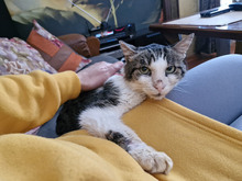 GREGORY, Katze, Europäisch Kurzhaar in Bulgarien - Bild 30