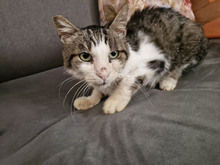 GREGORY, Katze, Europäisch Kurzhaar in Bulgarien - Bild 31