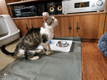 GREGORY, Katze, Europäisch Kurzhaar in Bulgarien - Bild 32