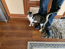 GREGORY, Katze, Europäisch Kurzhaar in Bulgarien - Bild 33