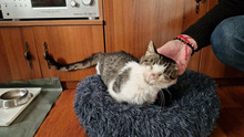 GREGORY, Katze, Europäisch Kurzhaar in Bulgarien - Bild 35