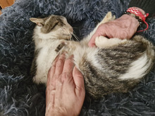 GREGORY, Katze, Europäisch Kurzhaar in Bulgarien - Bild 36