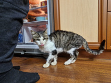 GREGORY, Katze, Europäisch Kurzhaar in Bulgarien - Bild 37