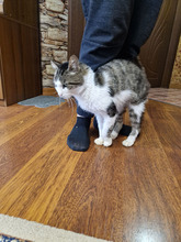 GREGORY, Katze, Europäisch Kurzhaar in Bulgarien - Bild 38