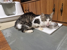 GREGORY, Katze, Europäisch Kurzhaar in Bulgarien - Bild 40