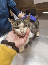 GREGORY, Katze, Europäisch Kurzhaar in Bulgarien - Bild 41