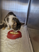 GREGORY, Katze, Europäisch Kurzhaar in Bulgarien - Bild 43