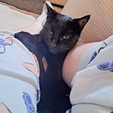 AMARANTA, Katze, Europäisch Kurzhaar in Spanien - Bild 10