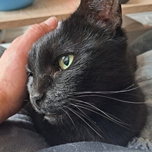 AMARANTA, Katze, Europäisch Kurzhaar in Spanien - Bild 11