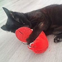 AMARANTA, Katze, Europäisch Kurzhaar in Spanien - Bild 8