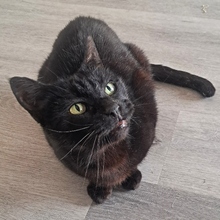 AMARANTA, Katze, Europäisch Kurzhaar in Spanien - Bild 9
