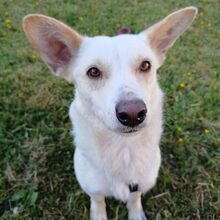 CITA, Hund, Mischlingshund in Gemünden - Bild 2