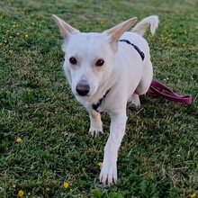 CITA, Hund, Mischlingshund in Gemünden - Bild 3