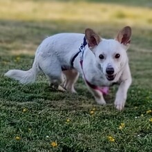 CITA, Hund, Mischlingshund in Gemünden - Bild 4