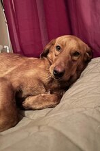 VEIT, Hund, Bracke-Labrador-Mix in Frankfurt
