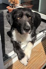 RICCI, Hund, Barak-Mix in Leipzig