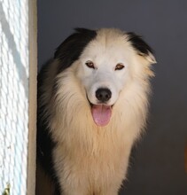 PONGO, Hund, Border Collie in Starnberg