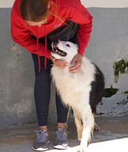 PONGO, Hund, Border Collie in Starnberg - Bild 10