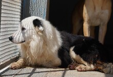 PONGO, Hund, Border Collie in Starnberg - Bild 11