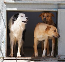 PONGO, Hund, Border Collie in Starnberg - Bild 12
