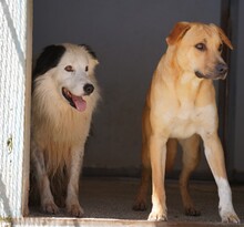 PONGO, Hund, Border Collie in Starnberg - Bild 13