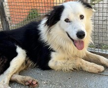 PONGO, Hund, Border Collie in Starnberg - Bild 14